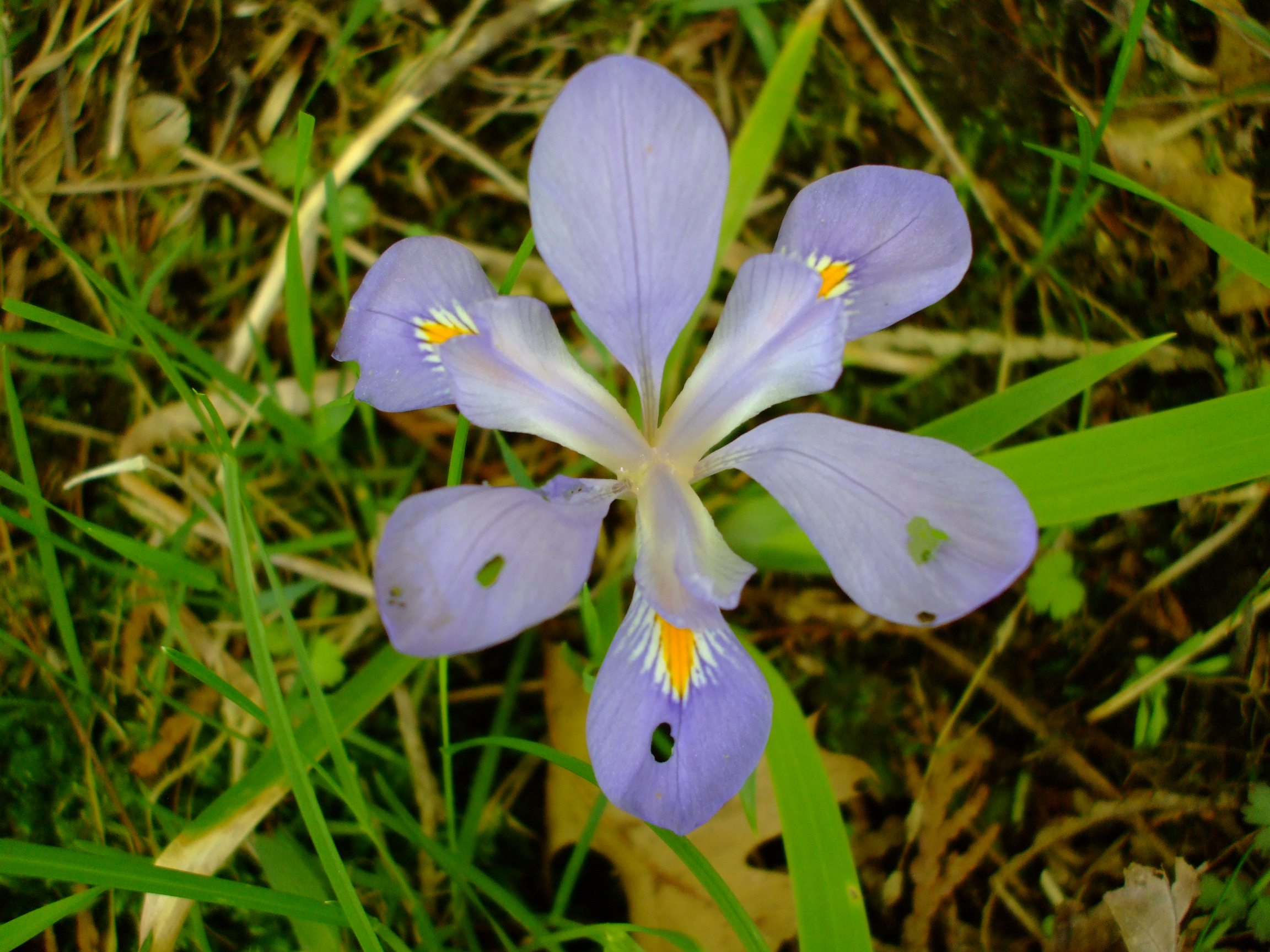 Iris verna